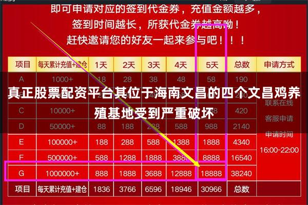 真正股票配资平台其位于海南文昌的四个文昌鸡养殖基地受到严重破坏